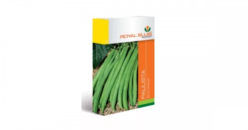 Bokorbab Paulista Zöld 65 g Royal Sluis