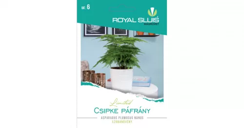 Csipke páfrány Asparagus pl.n. Royal Sluis Limited