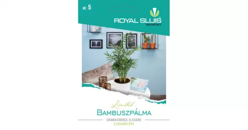 Bambuszpálma Royal Sluis Limited