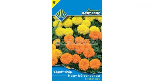 Nagy bársonyvirág Színkeverék (Vágott virág)