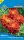 Törpe bársonyvirág Bonita carmen piros (Sziklakert)