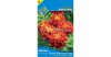 Törpe bársonyvirág Bonita carmen piros (Sziklakert)