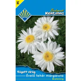 Évelő fehér margaréta Maikönig (Vágott virág)