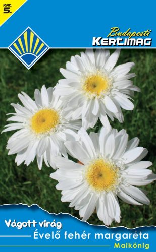 Évelő fehér margaréta Maikönig (Vágott virág)