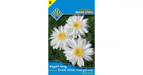 Évelő fehér margaréta Maikönig (Vágott virág)