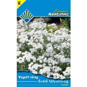 Évelő fátyolvirág Fehér (Vágott virág)