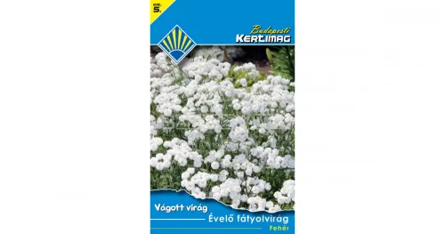 Évelő fátyolvirág Fehér (Vágott virág)