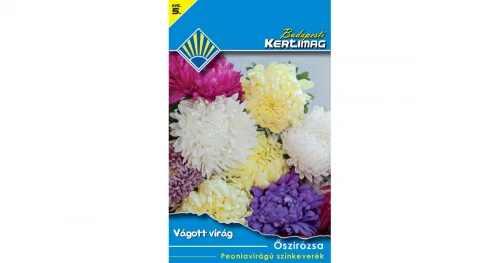 Őszirózsa Peoniavirágú színkeverék (Vágott virág)