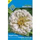 Pompás rézvirág Dáliavirágú fehér (Vágott virág)