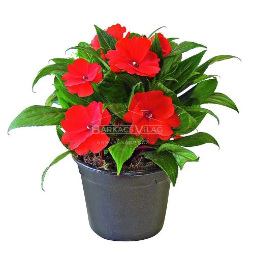 Új-guineai nebáncsvirág (Impatiens) palánta