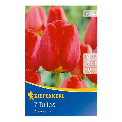Tulipán Appeldorn virághagyma