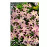Hófény rózsaszín Pink Giant 10 db virághagyma