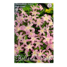 Hófény rózsaszín Pink Giant 10 db virághagyma