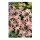 Hófény rózsaszín Pink Giant 10 db virághagyma