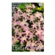 Hófény rózsaszín Pink Giant 10 db virághagyma