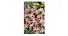 Hófény rózsaszín Pink Giant 10 db virághagyma