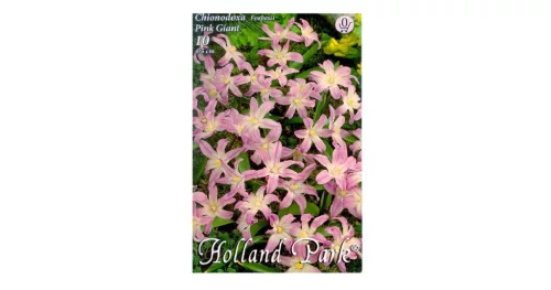 Hófény rózsaszín Pink Giant 10 db virághagyma