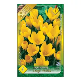 Nagyvirágú kerti krókusz Flower Record 8 db virághagyma