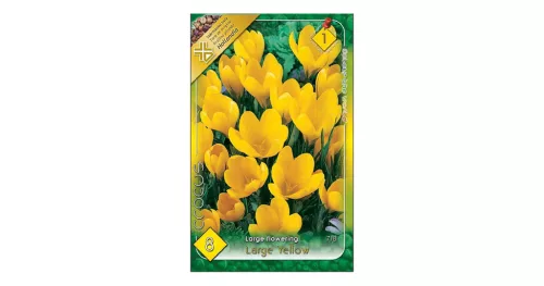 Nagyvirágú kerti krókusz Flower Record 8 db virághagyma