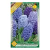Jácint Hyacinthus Blue Shades színkeverék 3 db virághagyma