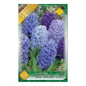   Jácint Hyacinthus Blue Shades színkeverék 3 db virághagyma