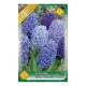 Jácint Hyacinthus Blue Shades színkeverék 3 db virághagyma