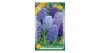 Jácint Hyacinthus Blue Shades színkeverék 3 db virághagyma