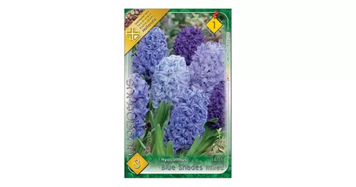 Jácint Hyacinthus Blue Shades színkeverék 3 db virághagyma