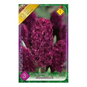 Jácint Hyacinthus Woodstock 3 db virághagyma