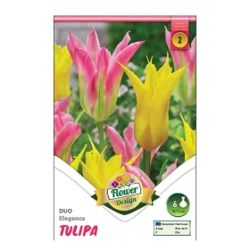 Tulipán Duo Elegance 6 db virághagyma