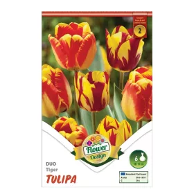 Tulipán Duo Tiger 6 db virághagyma