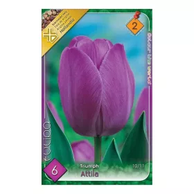 Tulipán Triumph Attila 6 db virághagyma