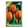 Tulipán Princess Irene 5 db virághagyma