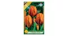 Tulipán Princess Irene 5 db virághagyma