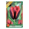 Tulipán Slawa/ Triumph 7 db virághagyma