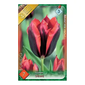Tulipán Slawa/ Triumph 7 db virághagyma