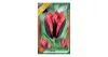 Tulipán Slawa/ Triumph 7 db virághagyma