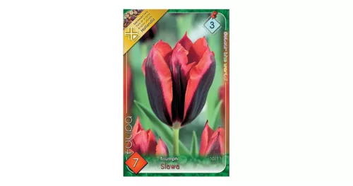 Tulipán Slawa/ Triumph 7 db virághagyma