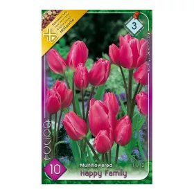 Csokros tulipán Tulipa Happy Family 8 db virághagyma