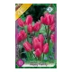 Csokros tulipán Tulipa Happy Family 8 db virághagyma