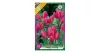 Csokros tulipán Tulipa Happy Family 8 db virághagyma