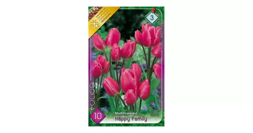 Csokros tulipán Tulipa Happy Family 8 db virághagyma