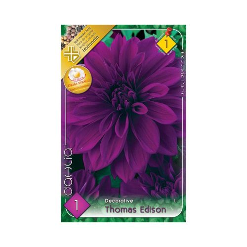 Dália/Dahlia Decorative giantflowering Thomas Edison virághagyma