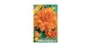 Dália/Dahlia Decorative Glorie van Noordwijk/Dekoratív narancssárga dália virághagyma