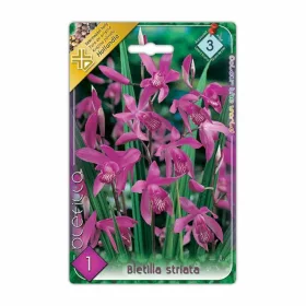 Japán orchidea Bletilla striata virághagyma