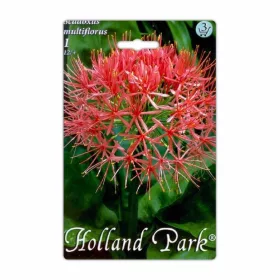 Vérvirág Scadoxus multiflorus virághagyma
