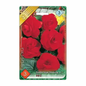 Gumós begónia Red Double large flowering virághagyma