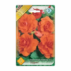 Gumós begónia Copper Double large flowering virághagyma
