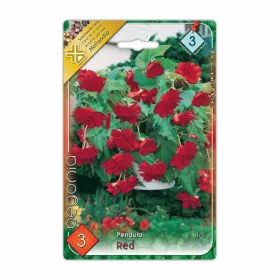 Csüngő begónia Red Pendula virághagyma