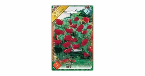 Csüngő begónia Red Pendula virághagyma